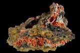 Bright Orange Crocoite Crystal Cluster - Tasmania #117606-1